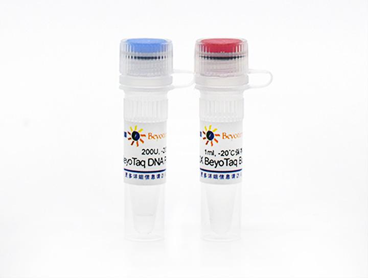 BeyoTaq DNA Polymerase